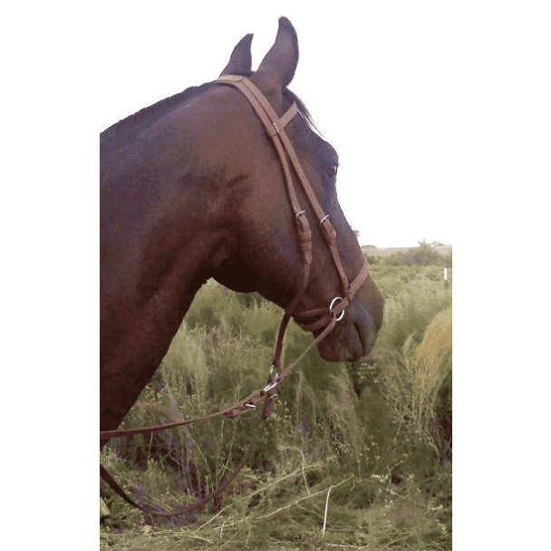 Dr Cook's Bitless Beta Bridle Headstall