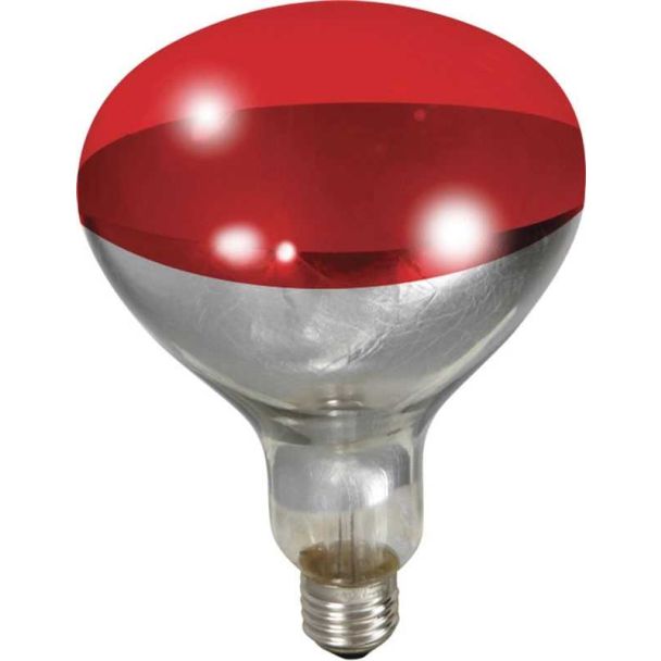 Little Giant Heat Lamp Bulb