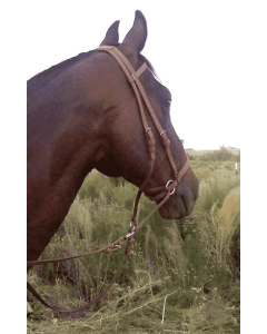 Dr Cook's Bitless Beta Bridle Headstall